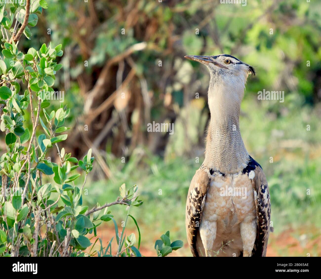 Un Kori bustard (Ardeotis kori) si erge alto sperando di sfuggire all'attenzione. Parco Nazionale di Tsavo Est, Kenya. Foto Stock
