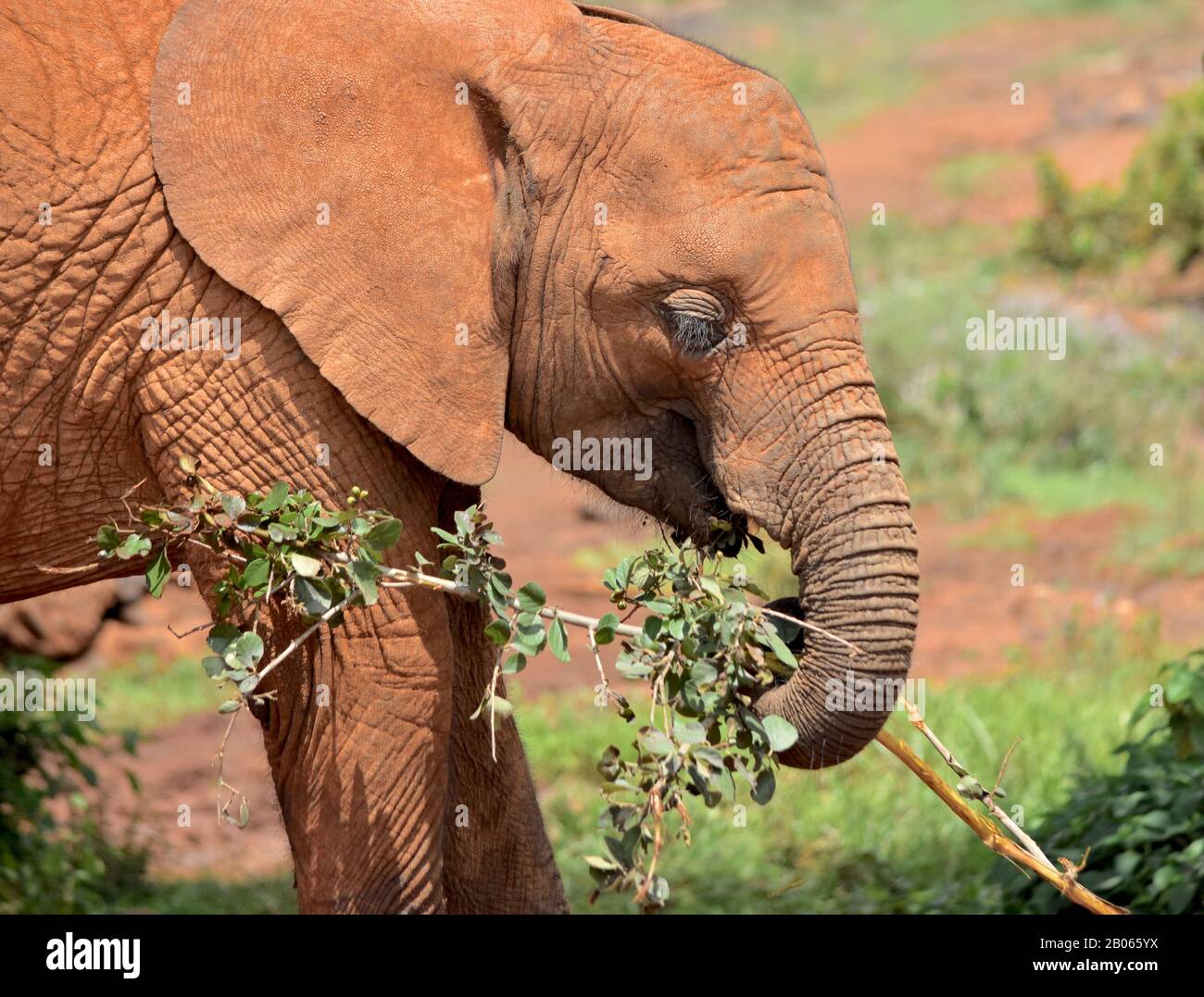 Closeup di un elefante del bambino usando il suo tronco per sollevare un gruppo di foglie alla sua bocca per mangiare. (Loxodonta africana) Foto Stock