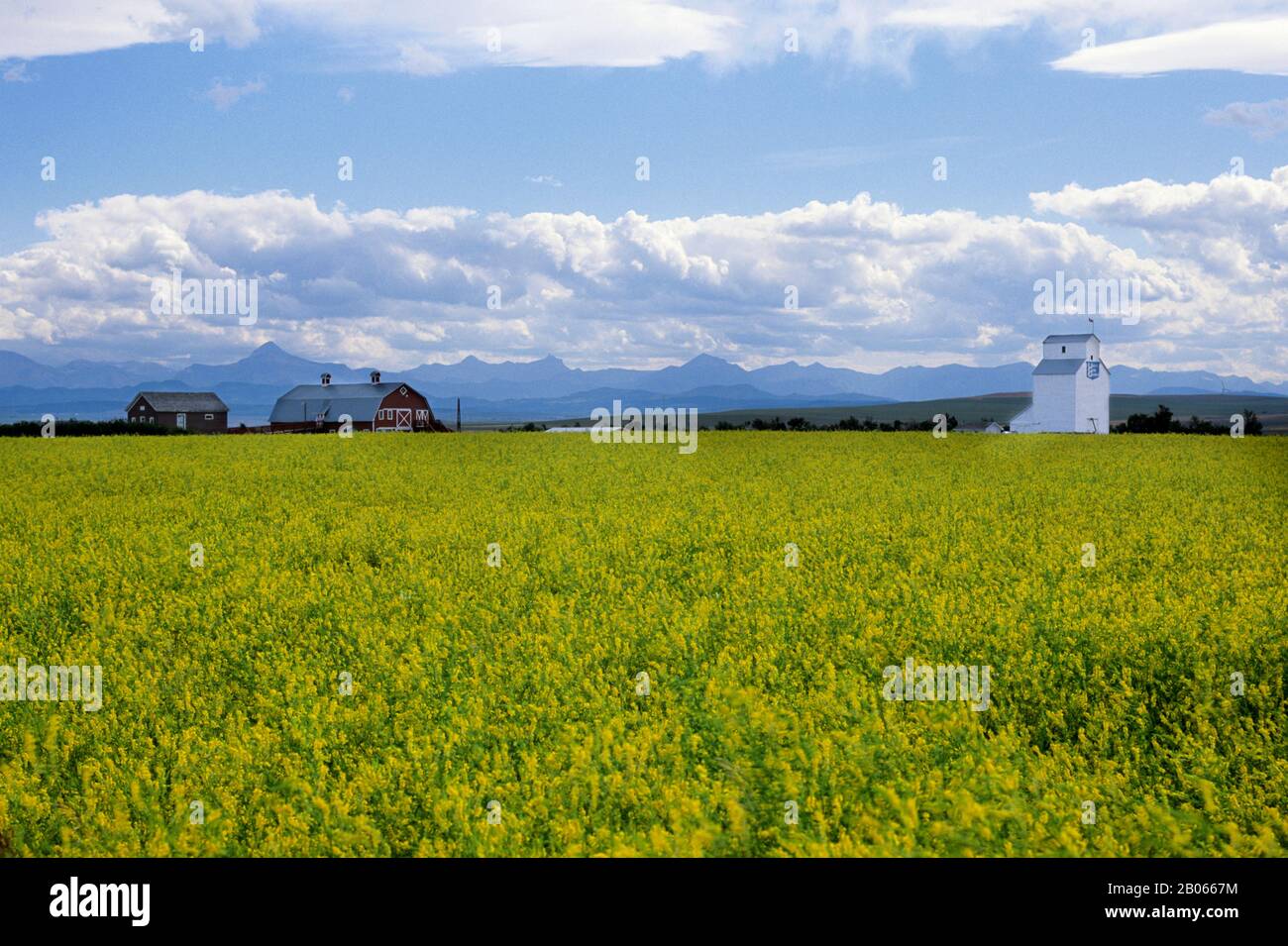 CANADA, ALBERTA, VICINO A PINCHER CREEK, TERRENO AGRICOLO CON MONTAGNE ROCCIOSE SULLO SFONDO Foto Stock