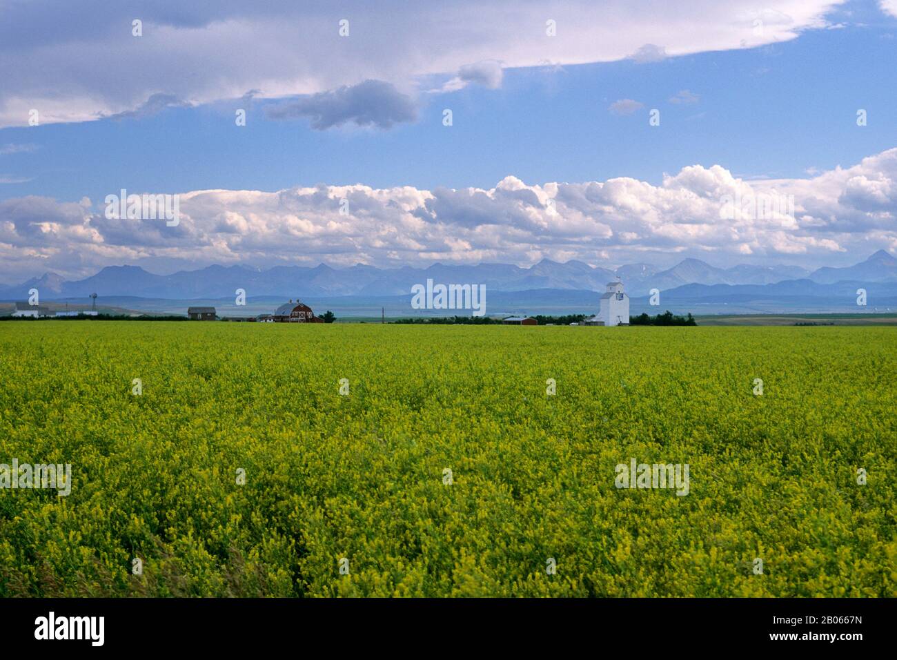 CANADA, ALBERTA, VICINO A PINCHER CREEK, TERRENO AGRICOLO CON MONTAGNE ROCCIOSE SULLO SFONDO Foto Stock