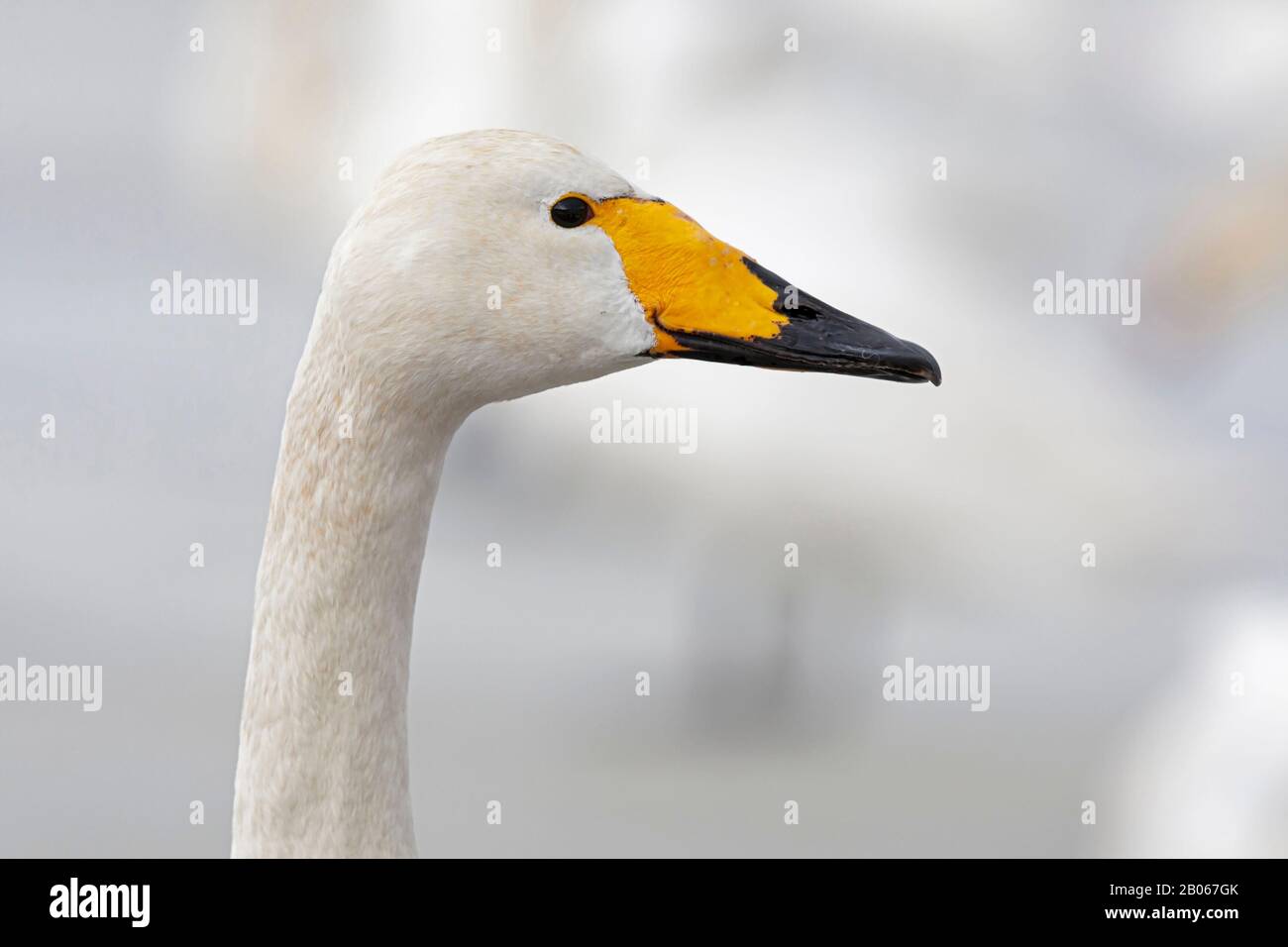 Ritratto di un bambino adulto Whooper Swan (Cygnus cygnus) Foto Stock