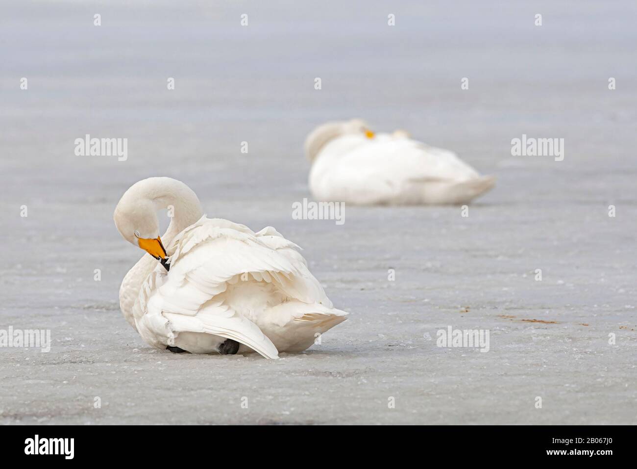 Adulto preening Whooper Swan (Cygnus cygnus) Foto Stock