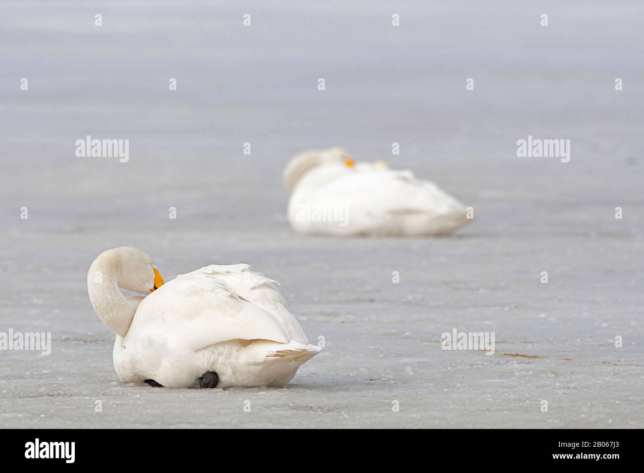 Adulto preening Whooper Swan (Cygnus cygnus) Foto Stock