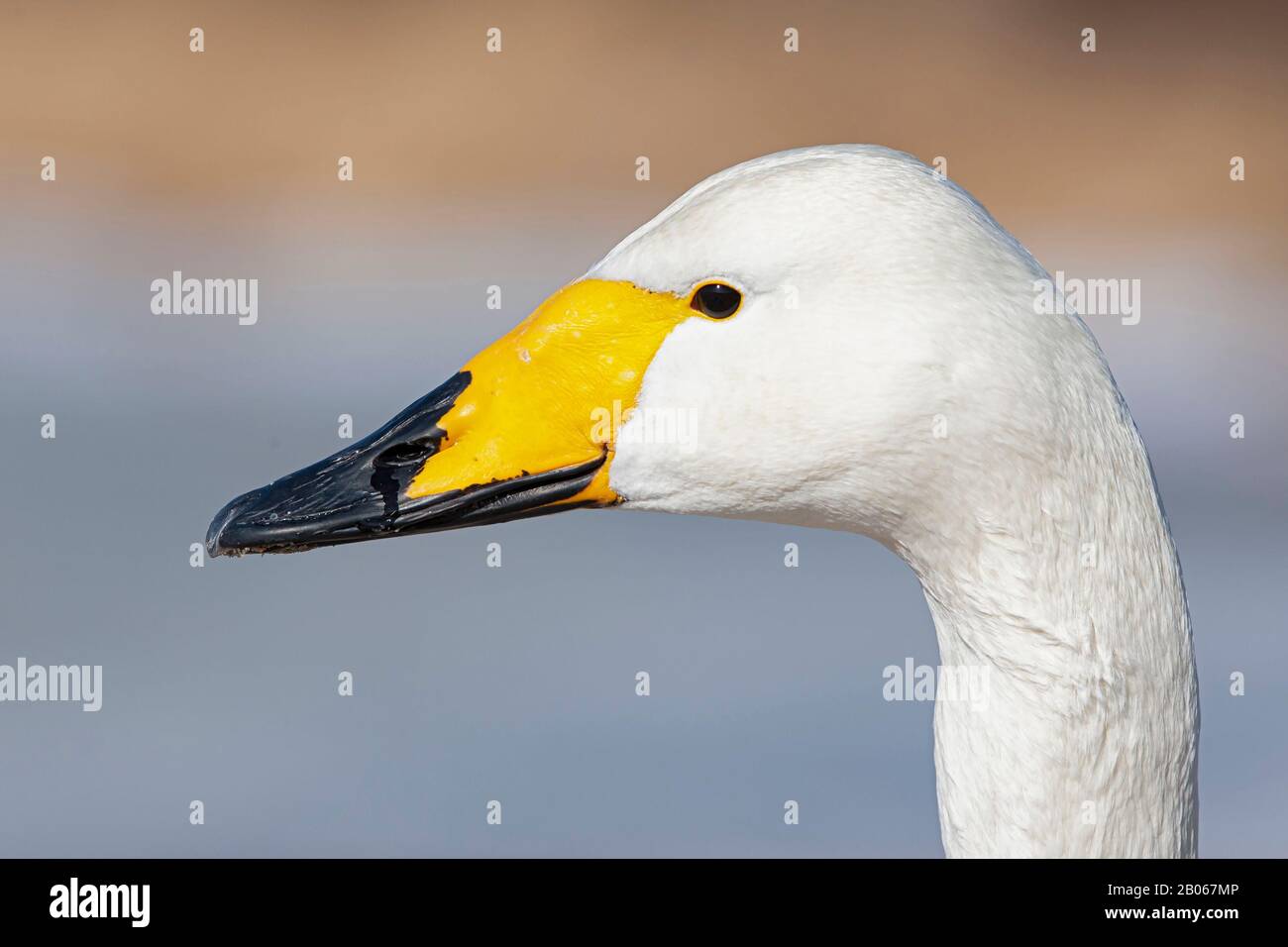 Ritratto di un bambino adulto Whooper Swan (Cygnus cygnus) Foto Stock