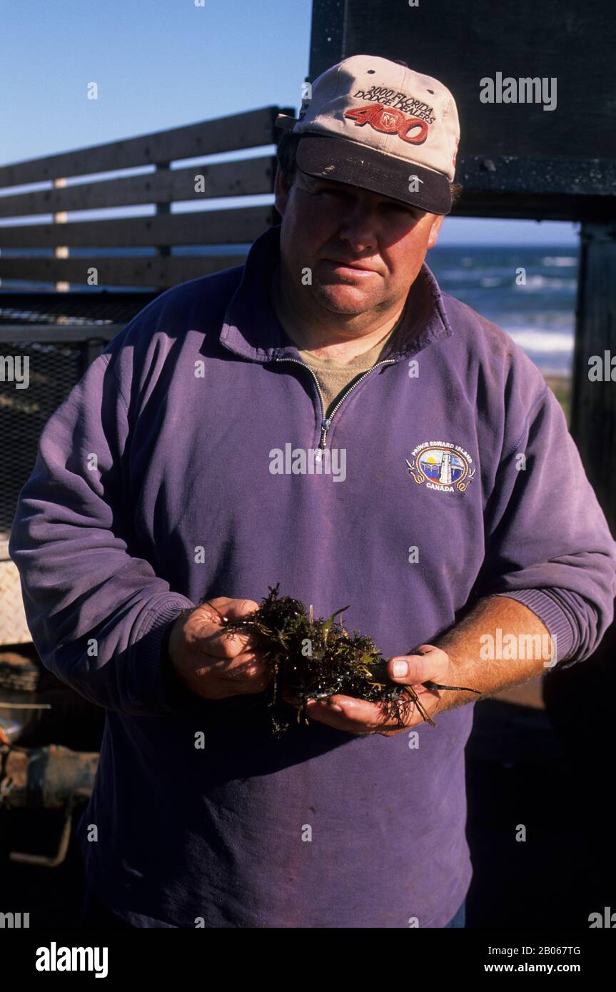 CANADA, PRINCE EDWARD ISLAND NATIONAL PARK, AGRICOLTORE CON IRISH MOSS, CARAGEEN Foto Stock