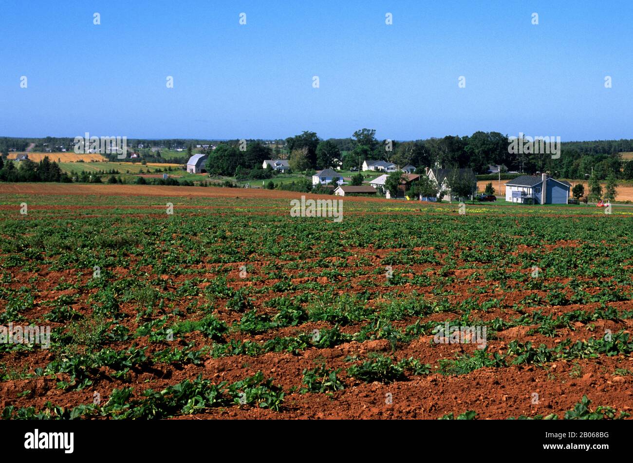 CANADA, PRINCE EDWARD ISLAND, VICINO A ORWELL, STRAWBERRY FIELD Foto Stock