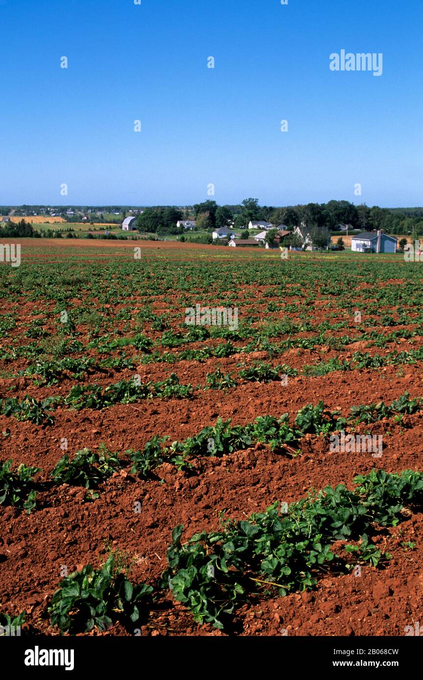 CANADA, PRINCE EDWARD ISLAND, VICINO A ORWELL, STRAWBERRY FIELD Foto Stock