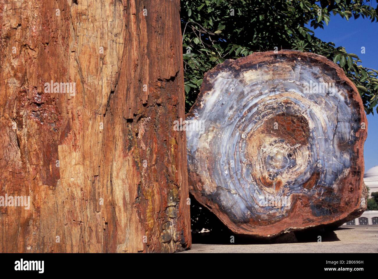 USA, WASHINGTON D.C. NAT'L MALL, NAT'L MUSEUM DI STORIA NATURALE, ALBERI PIETRIFICATI Foto Stock