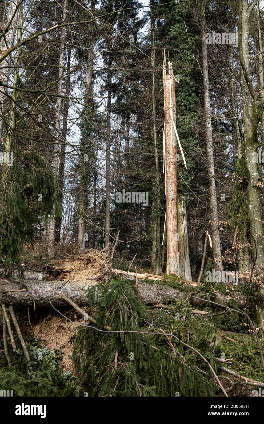 Tempesta a Petra bassa causa un sacco di devastazione nella foresta. Alberi bruciati e spezzati possono essere trovati mucchi nella foresta. Purtroppo, non era solo t Foto Stock