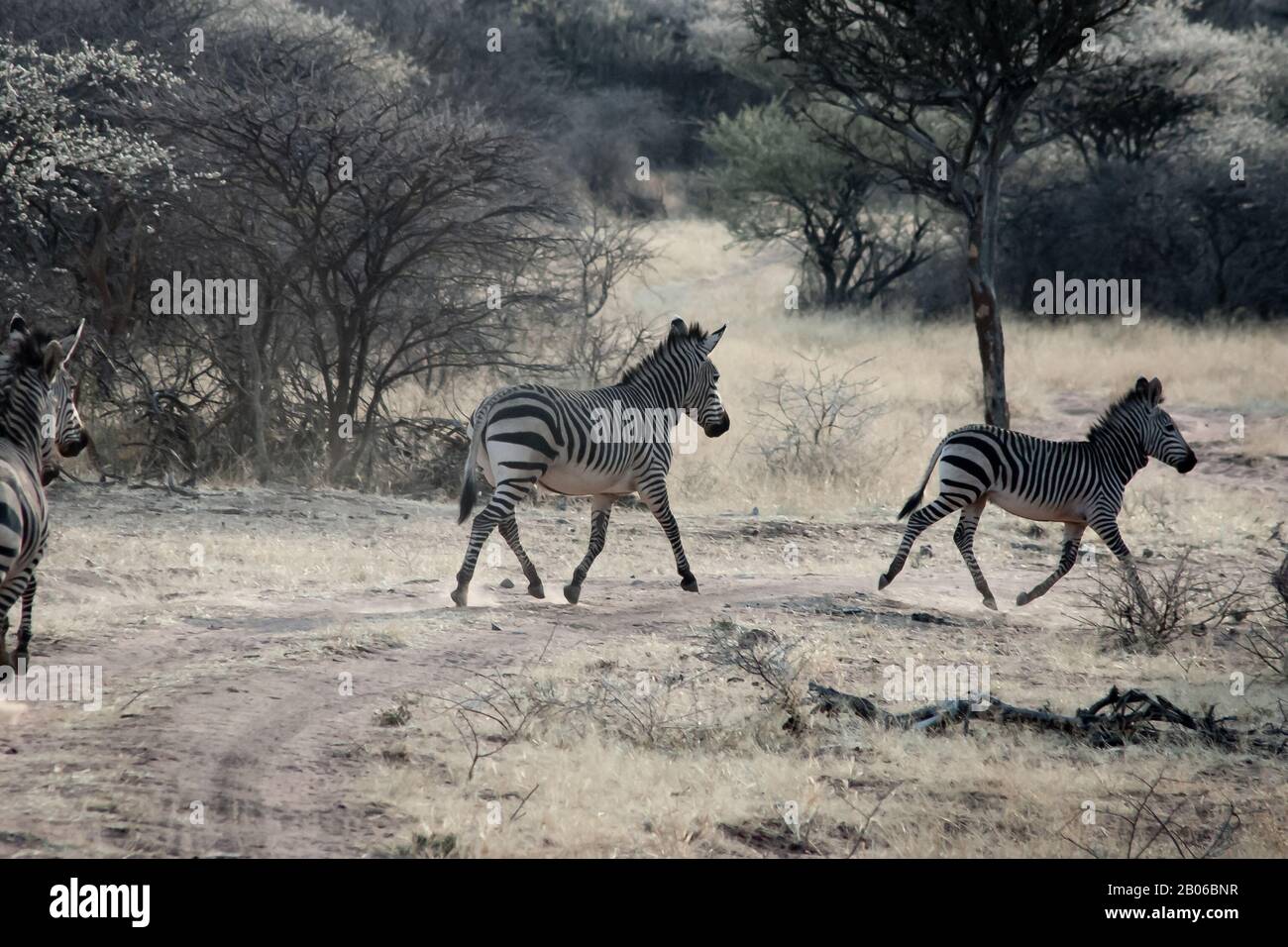 La Burchell zebra nel Parco Nazionale di Etosha, Namibia Foto Stock