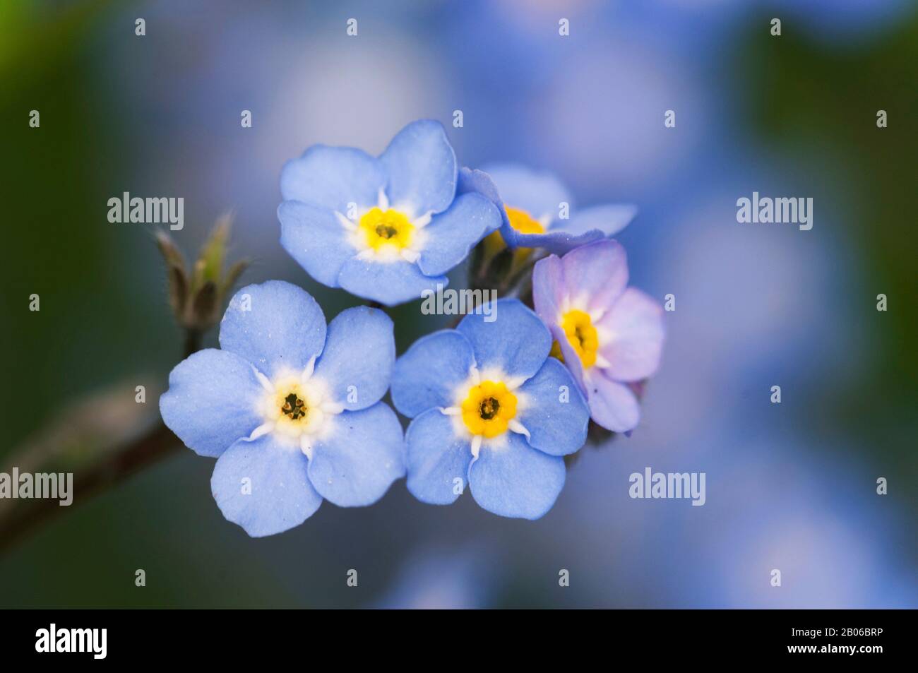 STATI UNITI, WASHINGTON STATE, BELLEVUE, GIARDINO, DIMENTICARE-ME-NON FIORI, MYOSOTIS Foto Stock