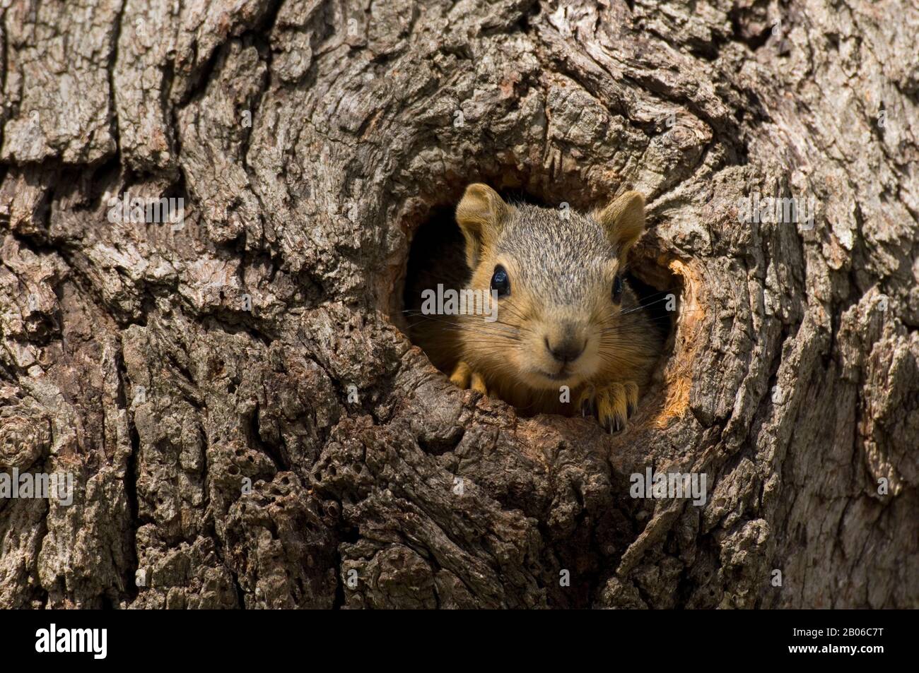 STATI UNITI, TEXAS, HILL PAESE VICINO CACCIA, EASTERN FOX SCOIATTOLO PEEKING FUORI FORO ALBERO (NIDO) Foto Stock