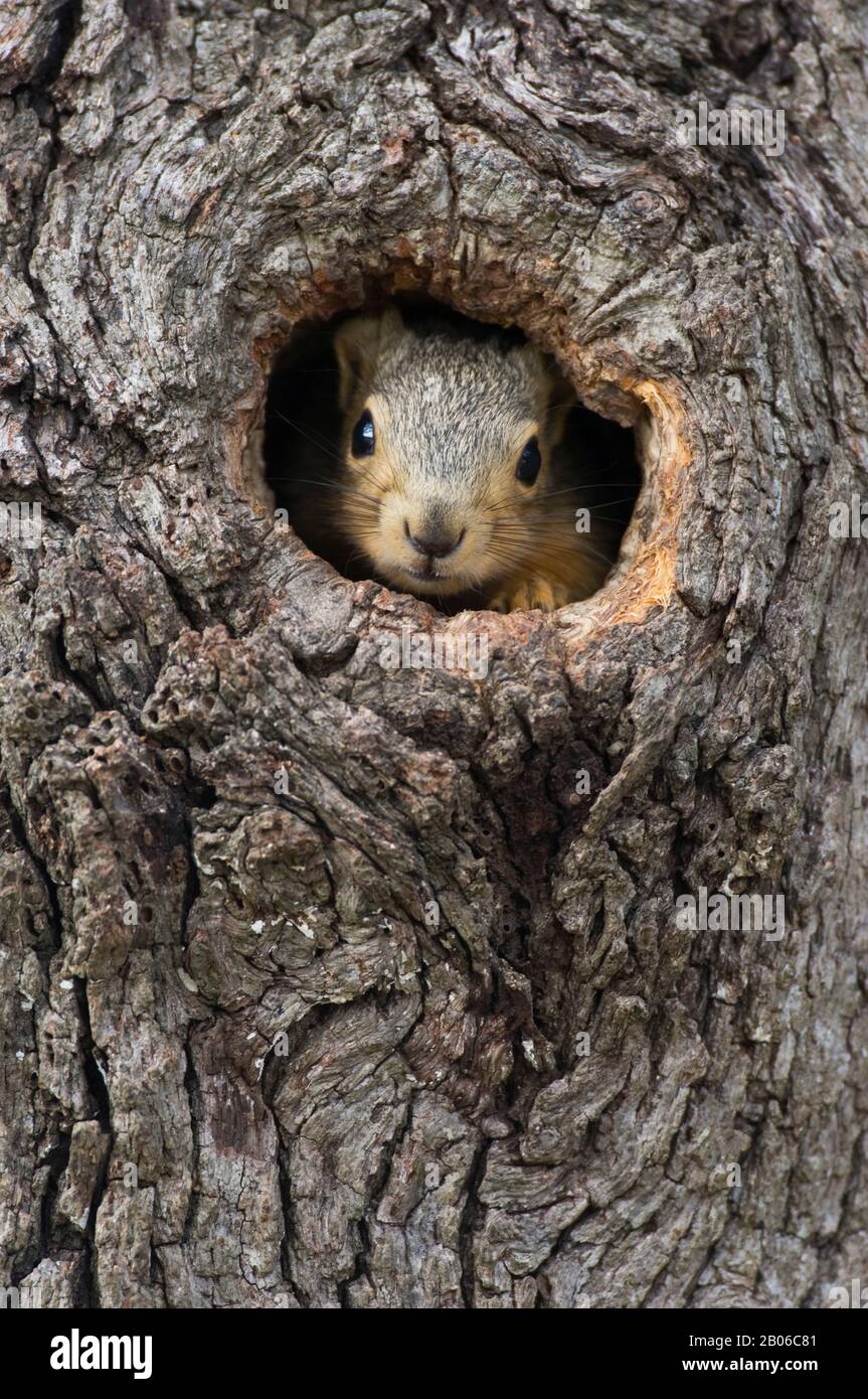 STATI UNITI, TEXAS, HILL PAESE VICINO CACCIA, EASTERN FOX SCOIATTOLO PEEKING FUORI FORO ALBERO (NIDO) Foto Stock