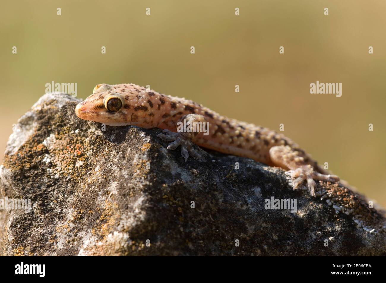 USA, TEXAS, HILL PAESE VICINO CACCIA, MEDITERRANEO GECKO Foto Stock