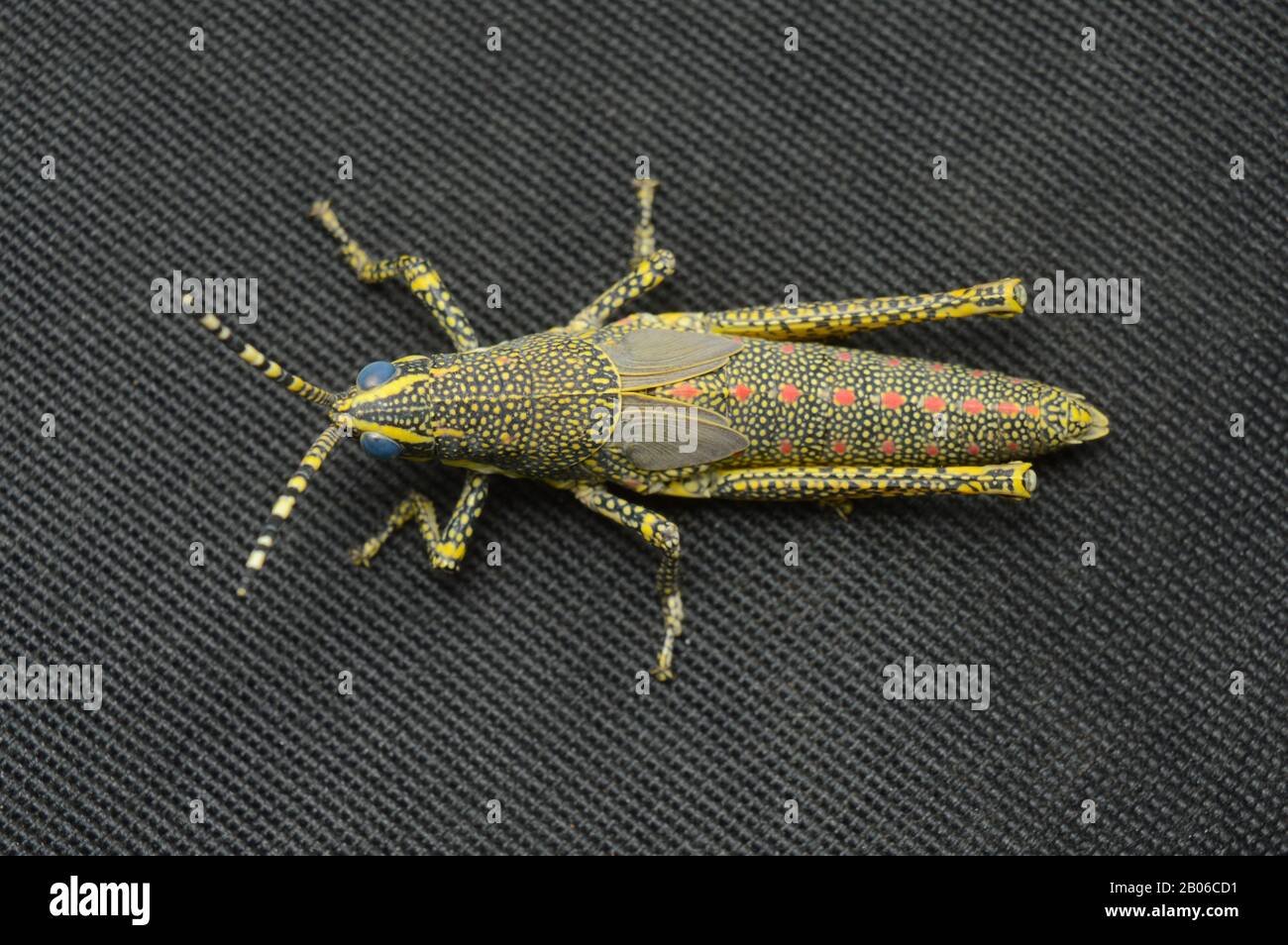 Dorsale della cavalletta Juvenile Aak, Poekilocerus pictus, distribuzione - Subcontinente indiano, Habitat - aree umide e aride Foto Stock