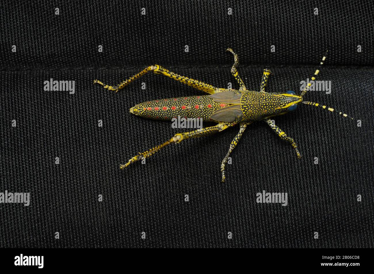 Vista dorsale completa di cavalletta Juvenile Aak, Poekilocerus pictus, distribuzione - Subcontinente indiano, Habitat - aree umide e aride Foto Stock