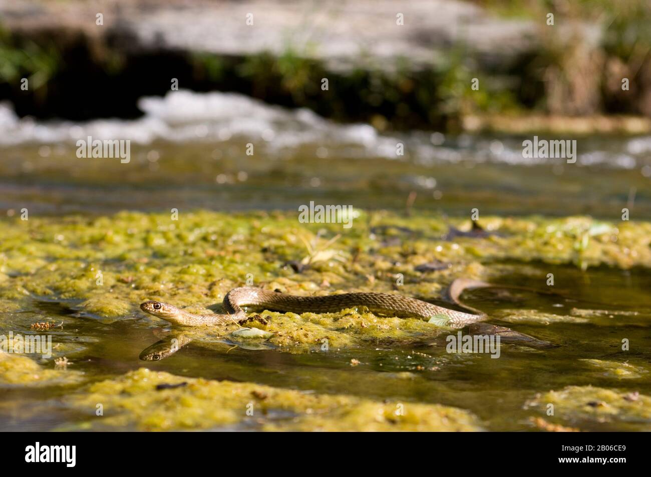 USA, TEXAS, HILL COUNTRY VICINO ALLA CACCIA, IL BEST WESTERN COACHWHIP NUOTA SUL FIUME Foto Stock