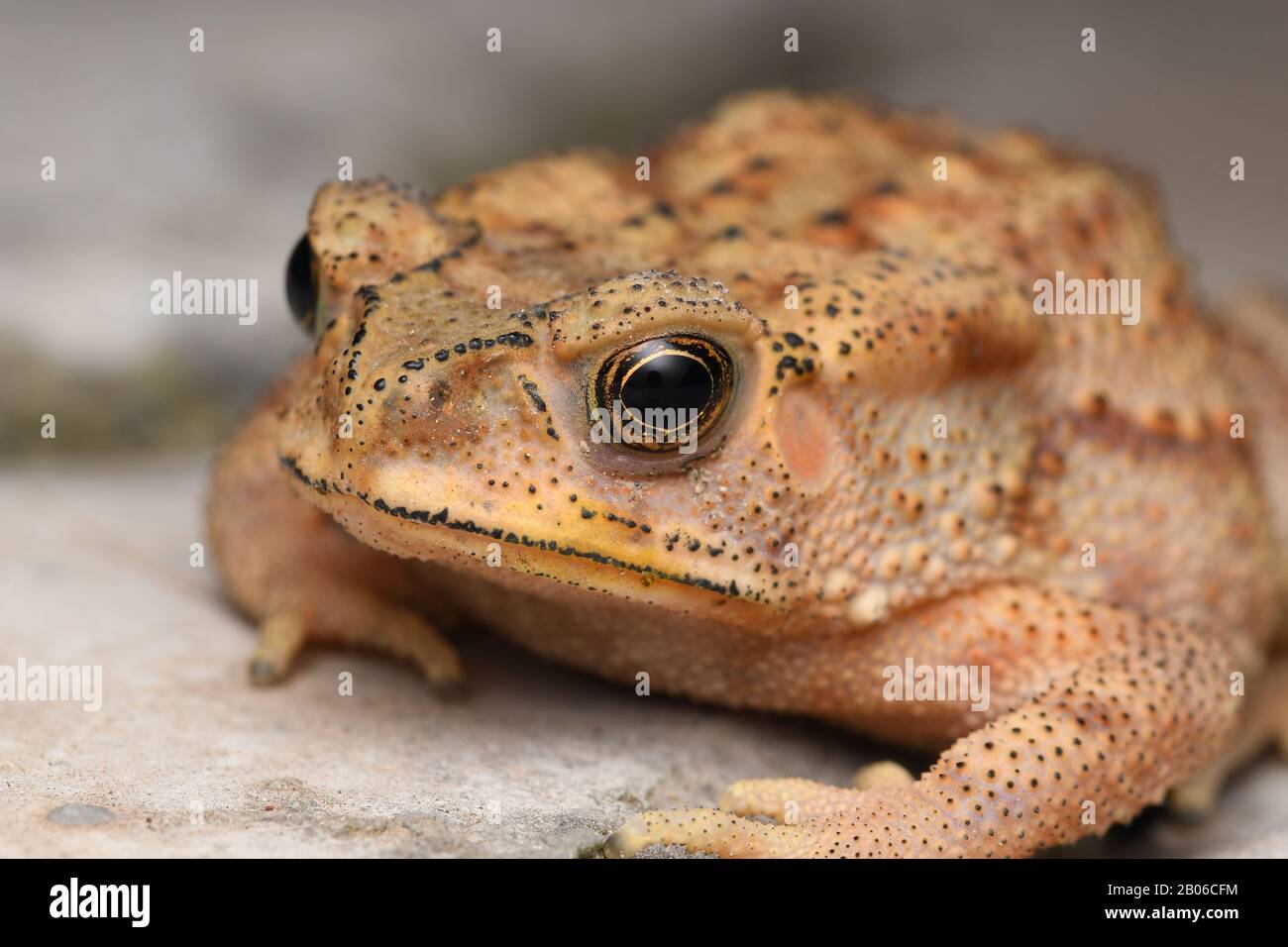 Occhi d'oro di Duttaphrynus melanostrictus, comune indiano rospo, distribuzione, in tutta l'india Foto Stock