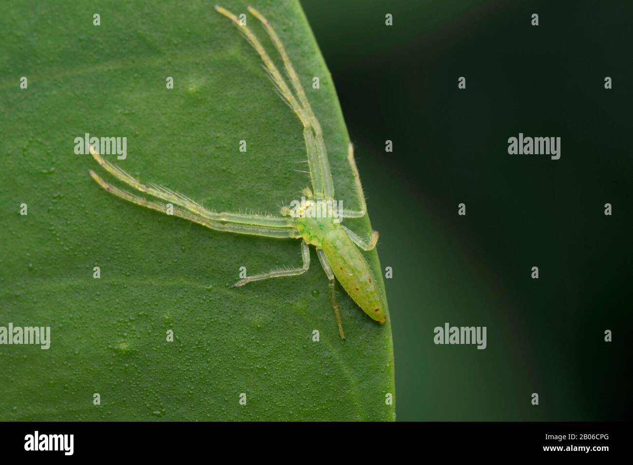 Ragno di granchio traslucido, Ossitate virens, Famiglia - Thomisidae, Singapore Foto Stock