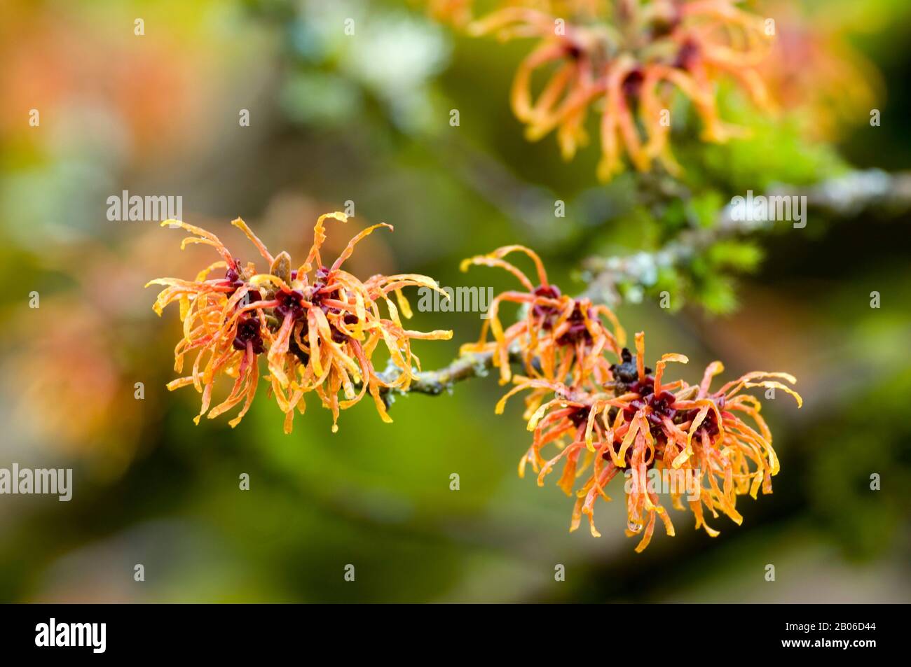 USA, WASHINGTON, BELLEVUE WITCH HAZEL, HAMAMELIS I JELENA FIORITURA GENNAIO/FEBBRAIO Foto Stock