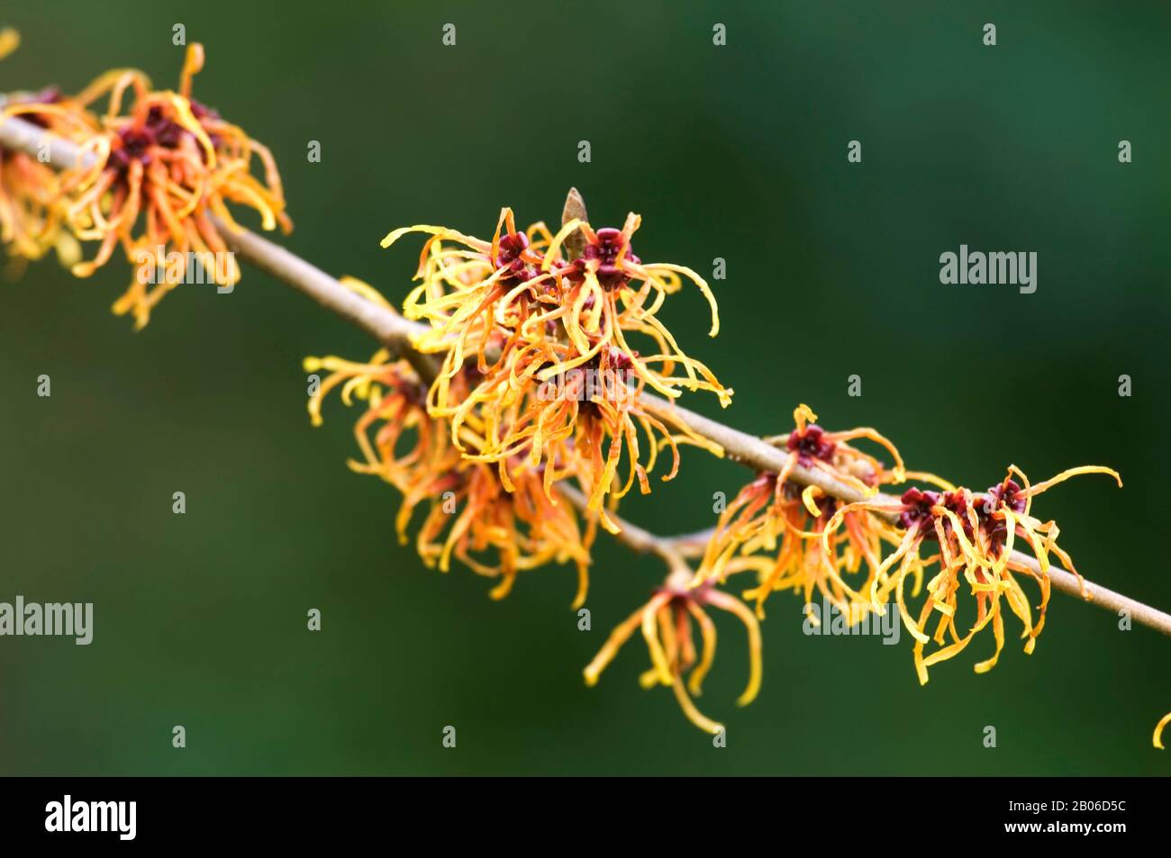 USA, WASHINGTON, BELLEVUE WITCH HAZEL, HAMAMELIS I JELENA FIORITURA GENNAIO/FEBBRAIO Foto Stock
