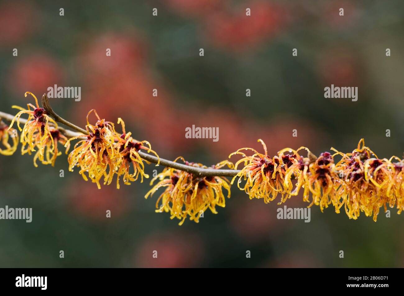 USA, WASHINGTON, BELLEVUE WITCH HAZEL, HAMAMELIS I JELENA FIORITURA GENNAIO/FEBBRAIO Foto Stock