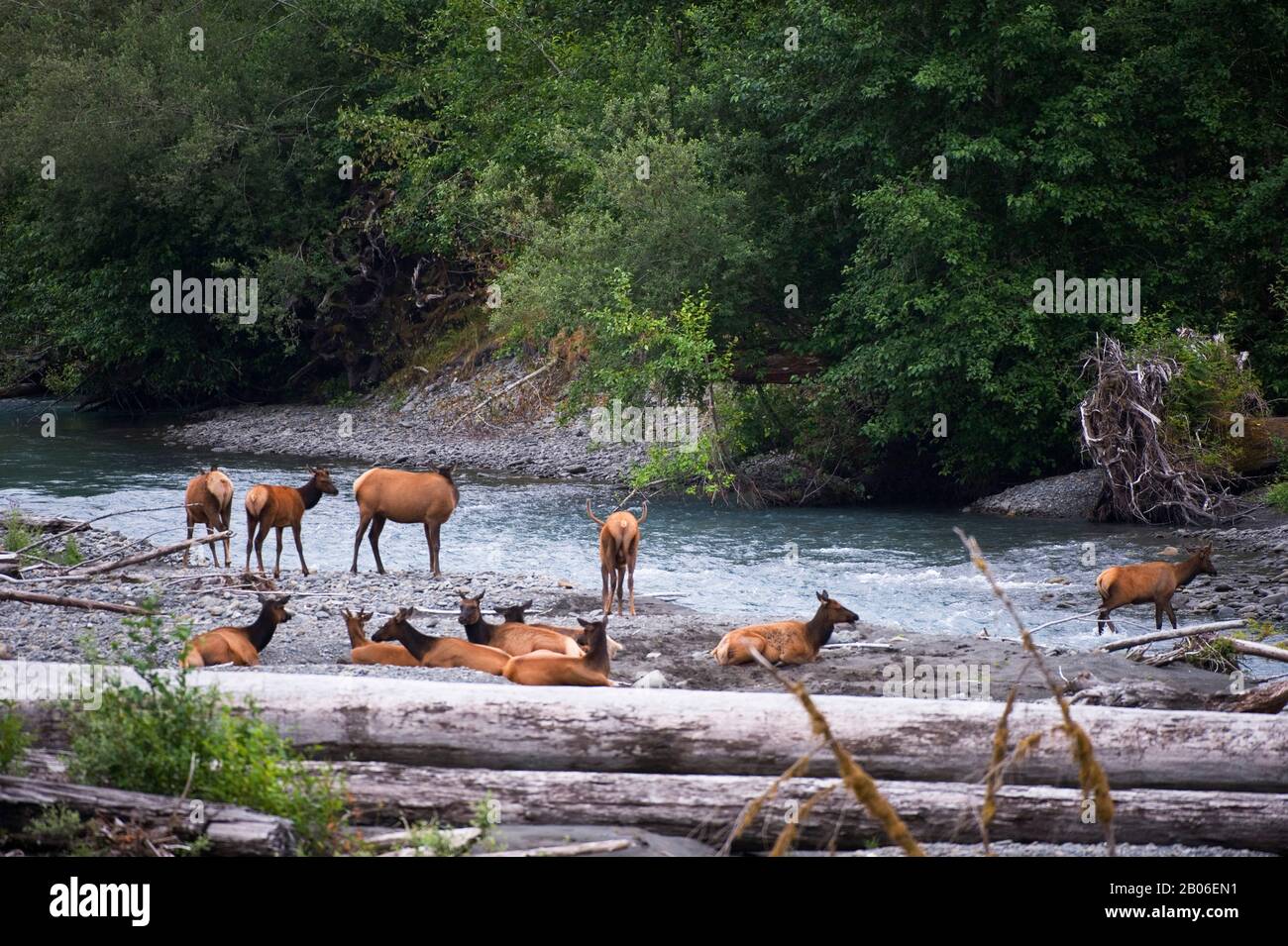 STATI UNITI, STATO DI WASHINGTON, PENISOLA OLIMPICA, PARCO NAZIONALE OLIMPICO, HOH RIVER RAIN FOREST, ROOSEVELT ELK AT RIVER Foto Stock