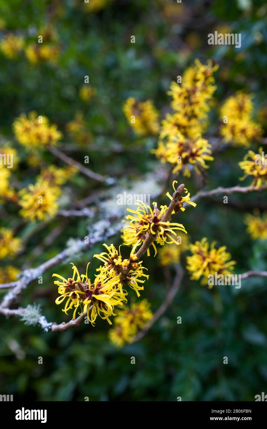 USA, WASHINGTON STATE, SEATTLE, UNIVERSITY OF WASHINGTON BOTANIC GARDEN, ARBORETUM, INVERNO, WITCH HAZEL Foto Stock