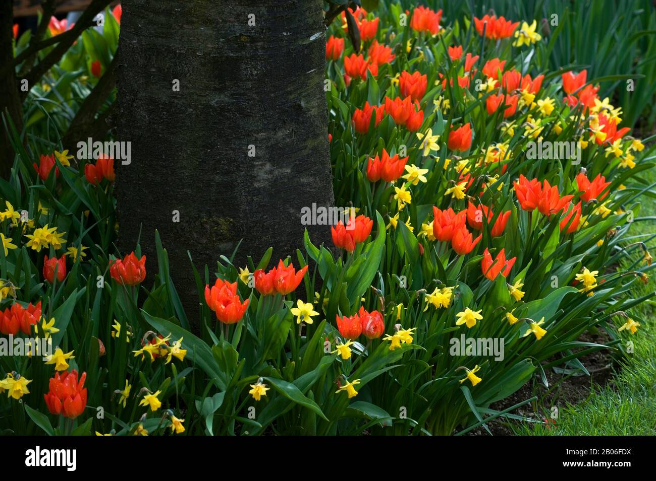 USA, WASHINGTON STATE, SKAGIT VALLEY, ROOZENGAARDE DISPLAY GARDEN, TULIPANI E NARCISI Foto Stock