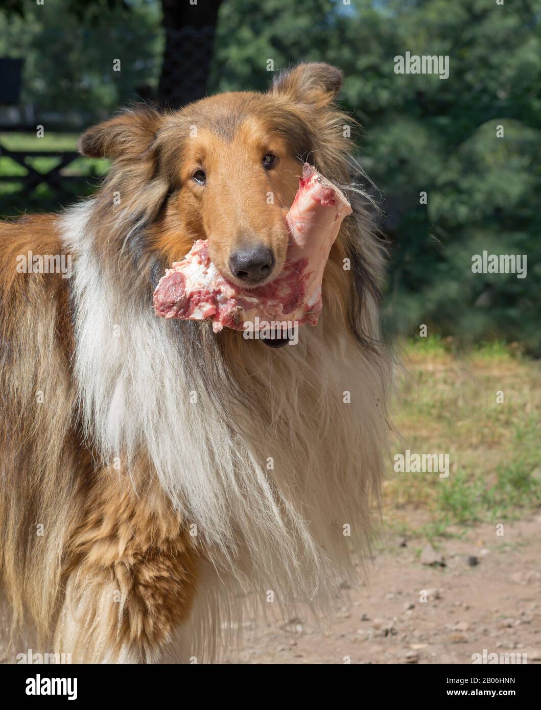 ritratto di cane di collie dorato con osso con carne cruda che porta dieta di barf Foto Stock