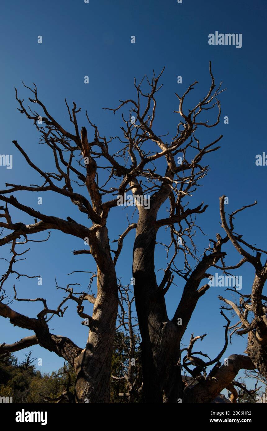 USA, ARIZONA, VICINO A SEDONA, BELL ROCK / COURTHOUSE BUTTE PERCORSO AD ANELLO, ALBERO MORTO Foto Stock