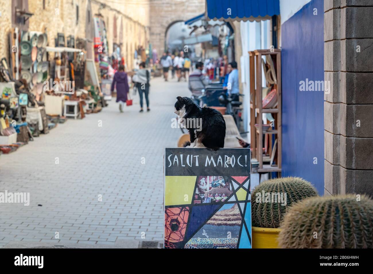 Essaouira, Marocco - gatto bianco e nero seduto su un cartello stradale stretto Foto Stock