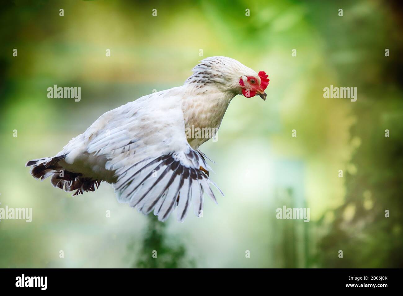 Pollo volante con sfondo verde Foto stock - Alamy