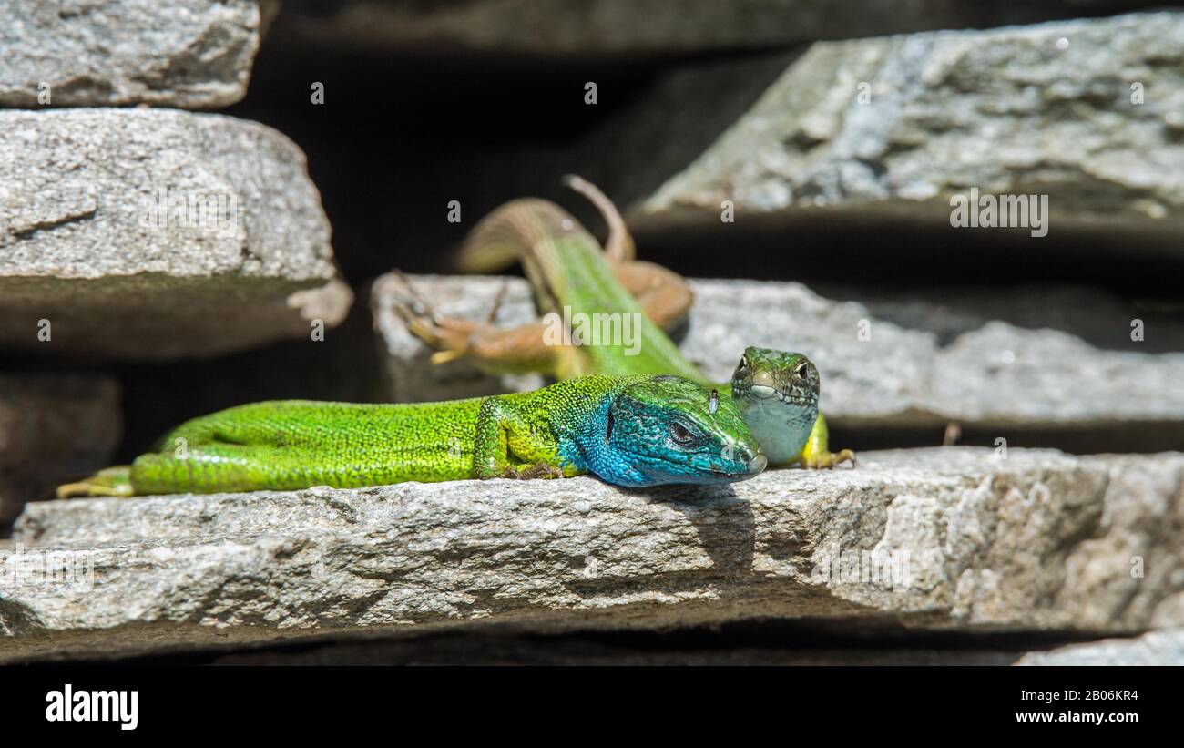 Lucertole verdi europee (Lacerta viridis), coppia animale su muro di pietra, Serres, Grecia Foto Stock