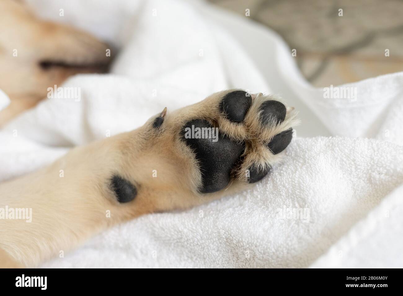 Zampe cane cucciolo su sfondo bianco. PET Care e concetto di animali. Piedi e gambe del cane. Foto Stock