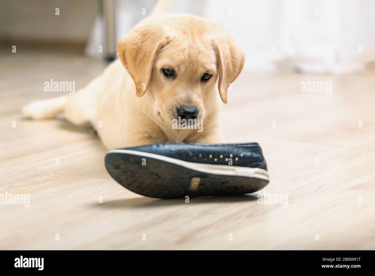 Labrador Retriever con la scarpa in bocca. Foto Stock