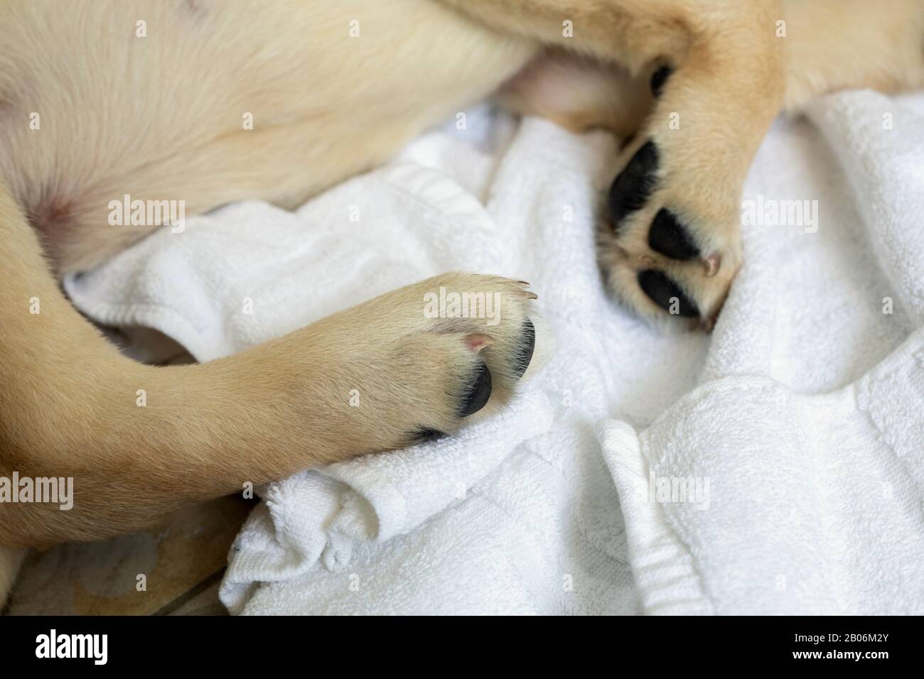 Primo piano di cucciolo dai colori chiari. Piedi e gambe del cane su un asciugamano bianco. Immagine delle zampe dei cani, vista dall'alto Foto Stock