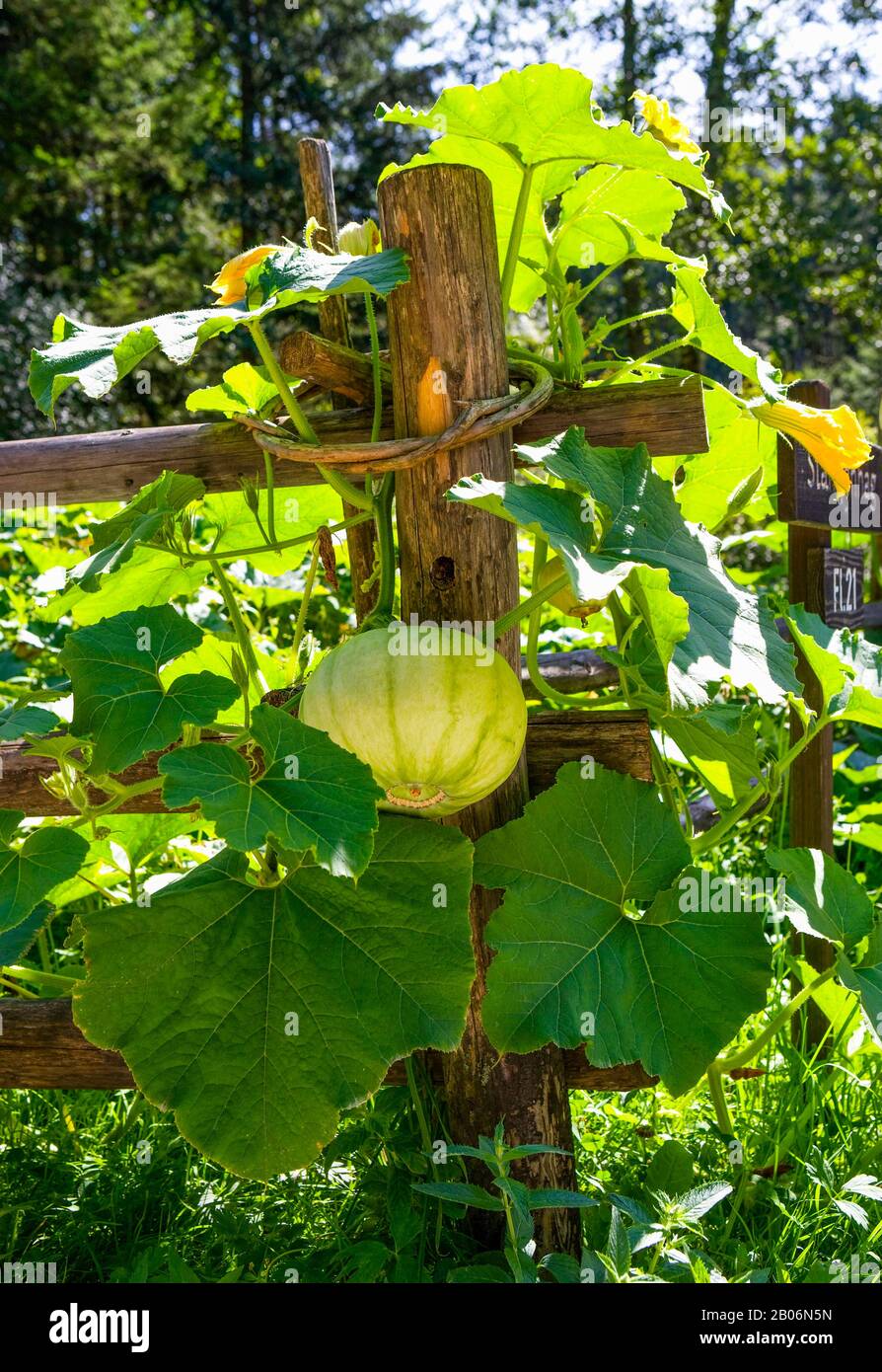 Giardino contadino, Pumpkin (Cucurbita) sale la recinzione, il Museo all'aperto di Salisburgo, Grossgmain, Flachgau, provincia di Salisburgo, Austria Foto Stock