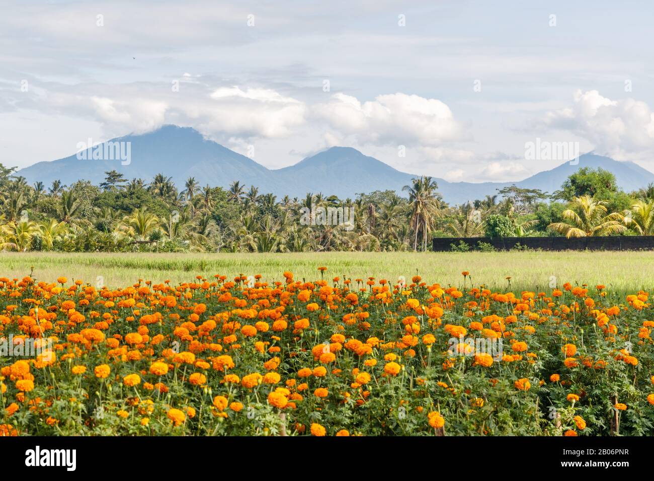 Campo di riso, montagne sullo sfondo. Paesaggio rurale. Bedugul, Tabanan, Bali Island, Indonesia. Foto Stock