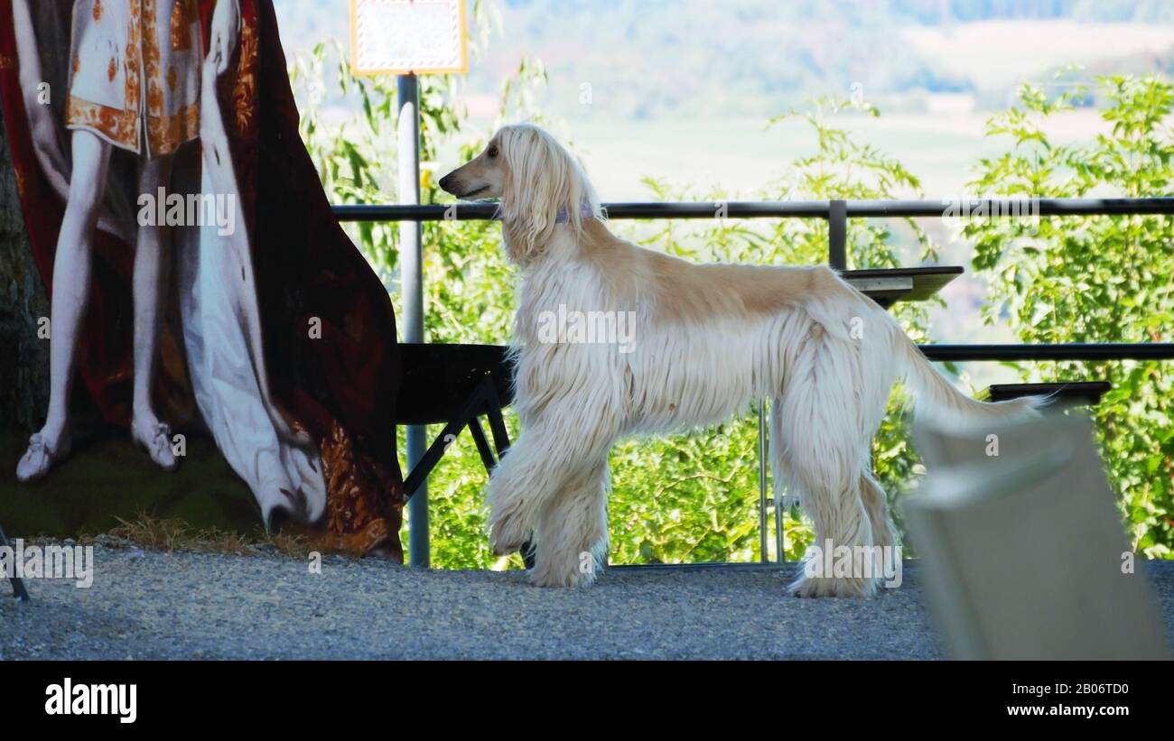 Cane afghano sulla terrazza del Palazzo Asburgo Foto Stock