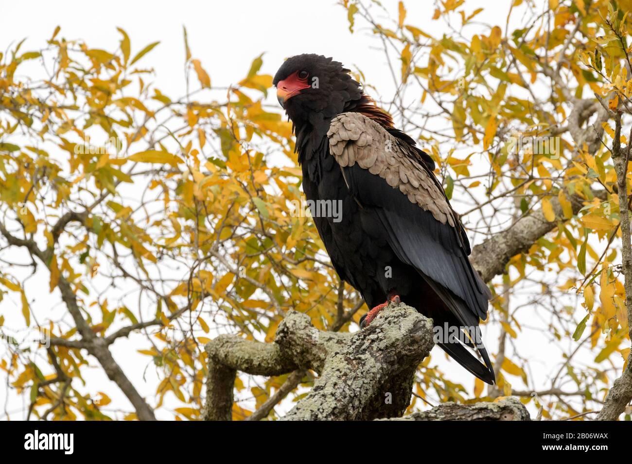 Bateleur aquila (Terathopius ecaudatus), arroccato su un albero, guardando molto avanti, Kruger National Park, Sudafrica, Foto Stock