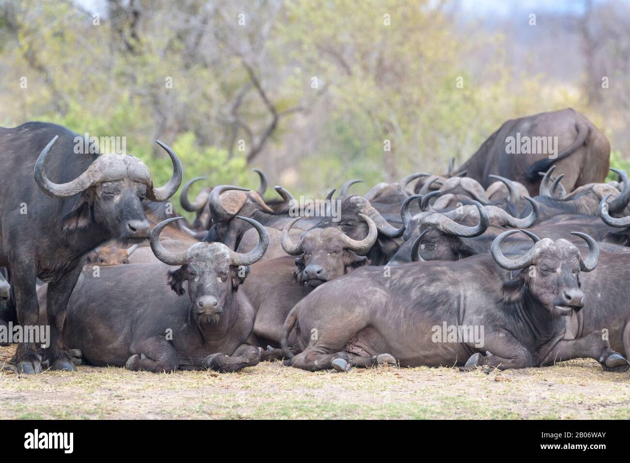 Afro Buffalo o Cape Buffalo (Syncerus caffer) mandria sdraiata, Kruger National Park, Sudafrica Foto Stock