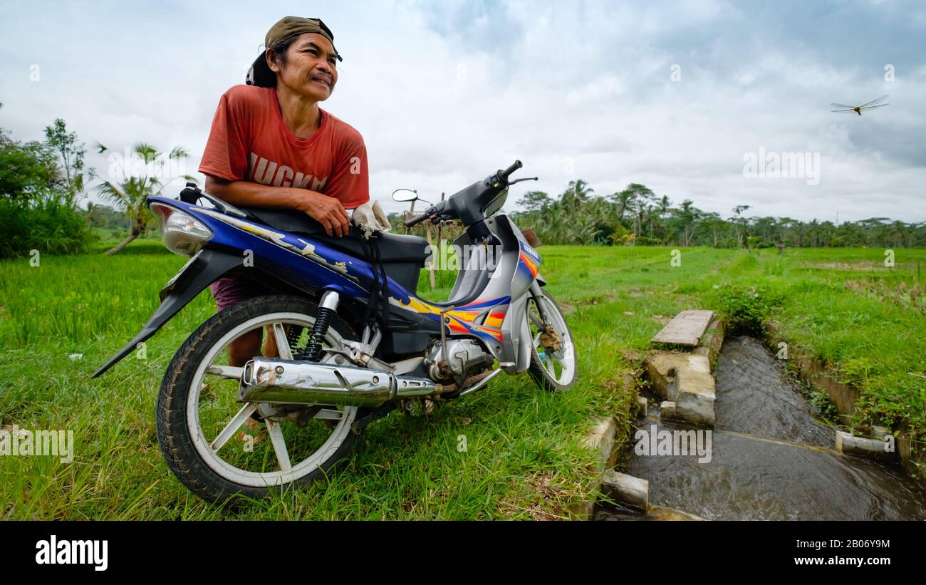 Agricoltura a Bali Foto Stock