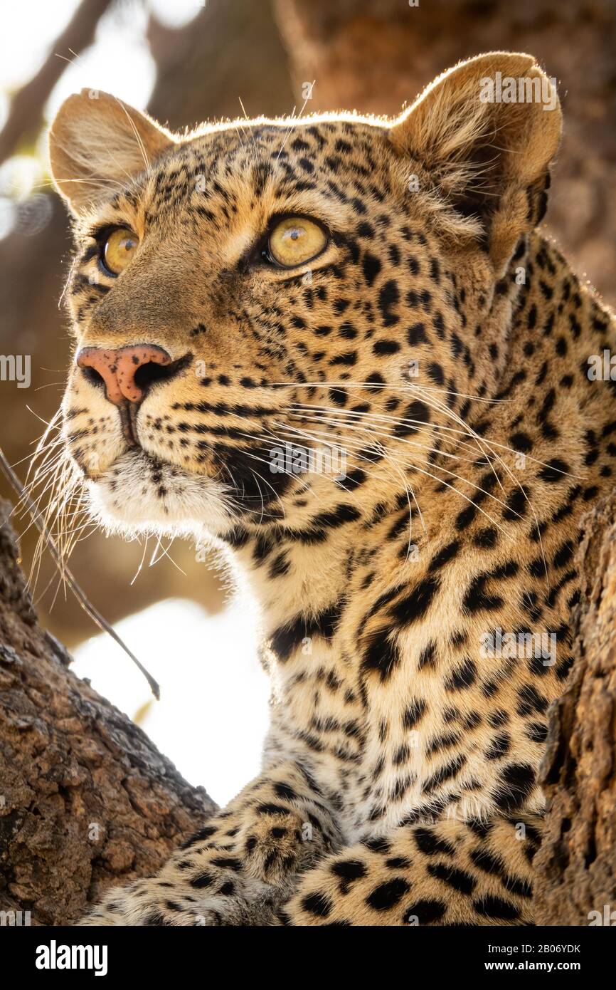 leopardo selvaggio sopra l'albero che cerca le prede Foto Stock