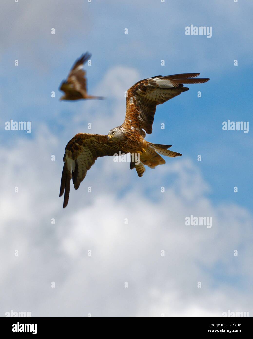 Kites rossi (milvus milvus) Foto Stock