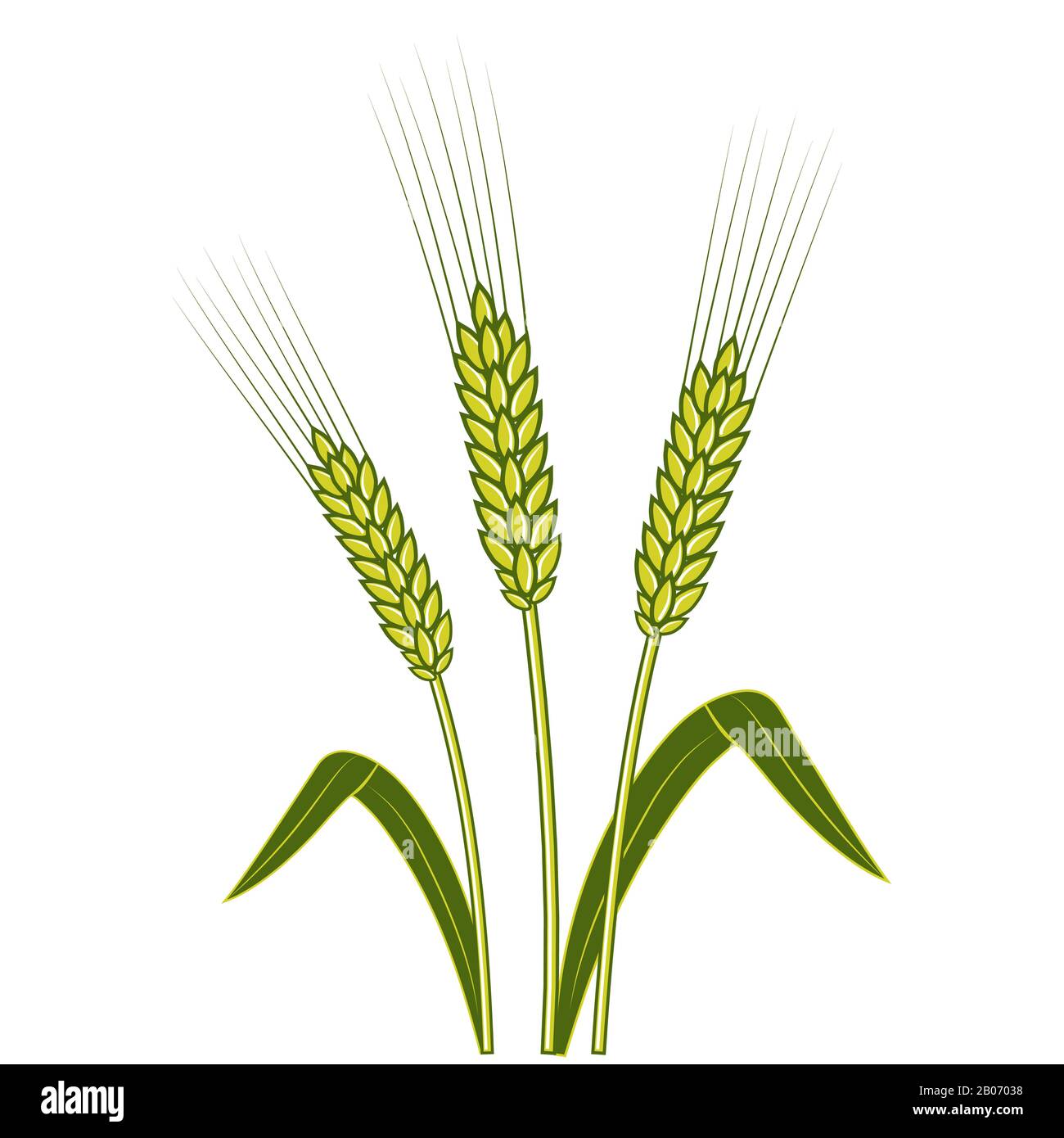 Spighe di grano, Barley o Rye vettore icona piatta, consept Shavuot Illustrazione Vettoriale
