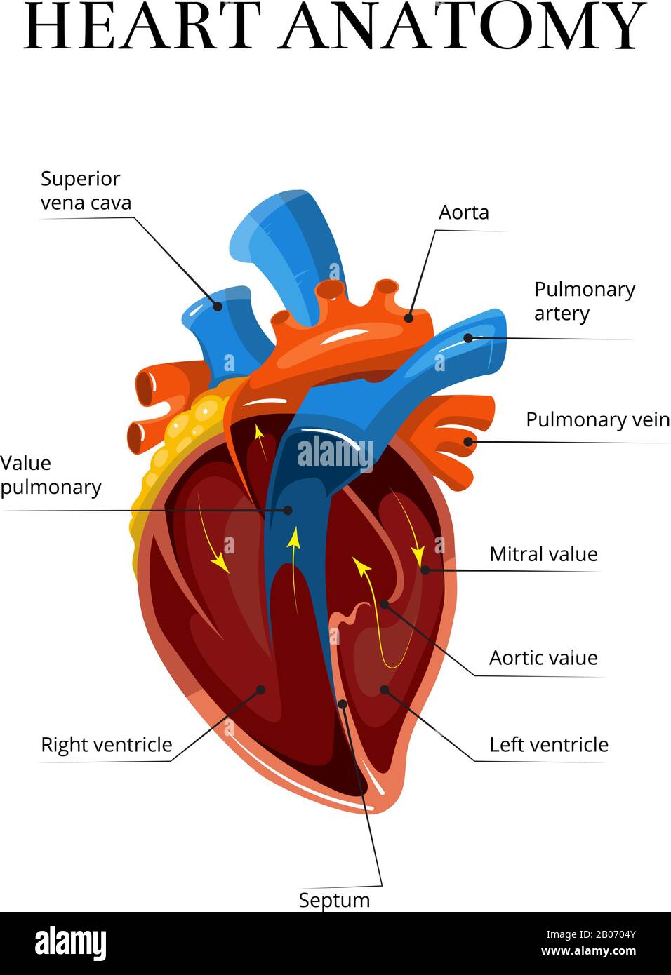 Illustrazione cardiologica del vettore di anatomia della sezione cardiaca. Striscione medico per lo studio del cuore umano Illustrazione Vettoriale