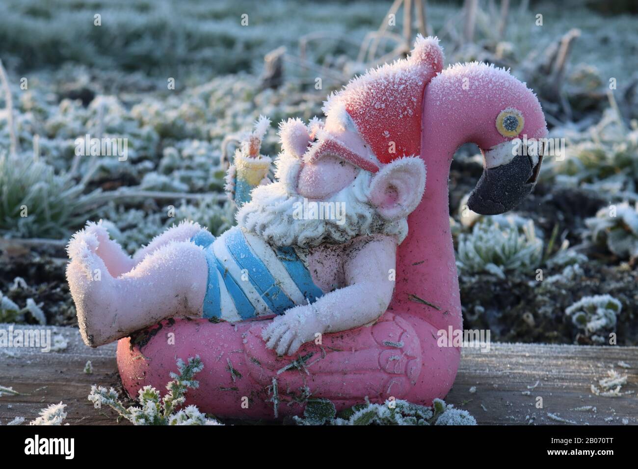 Un gnome giardino prendere il sole su un fenicottero rosa in una mattina presto inverno al gelo Foto Stock