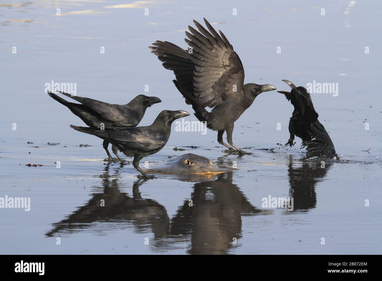 Corvo di grandi dimensioni che mangia un pesce Ray in Giappone Foto Stock