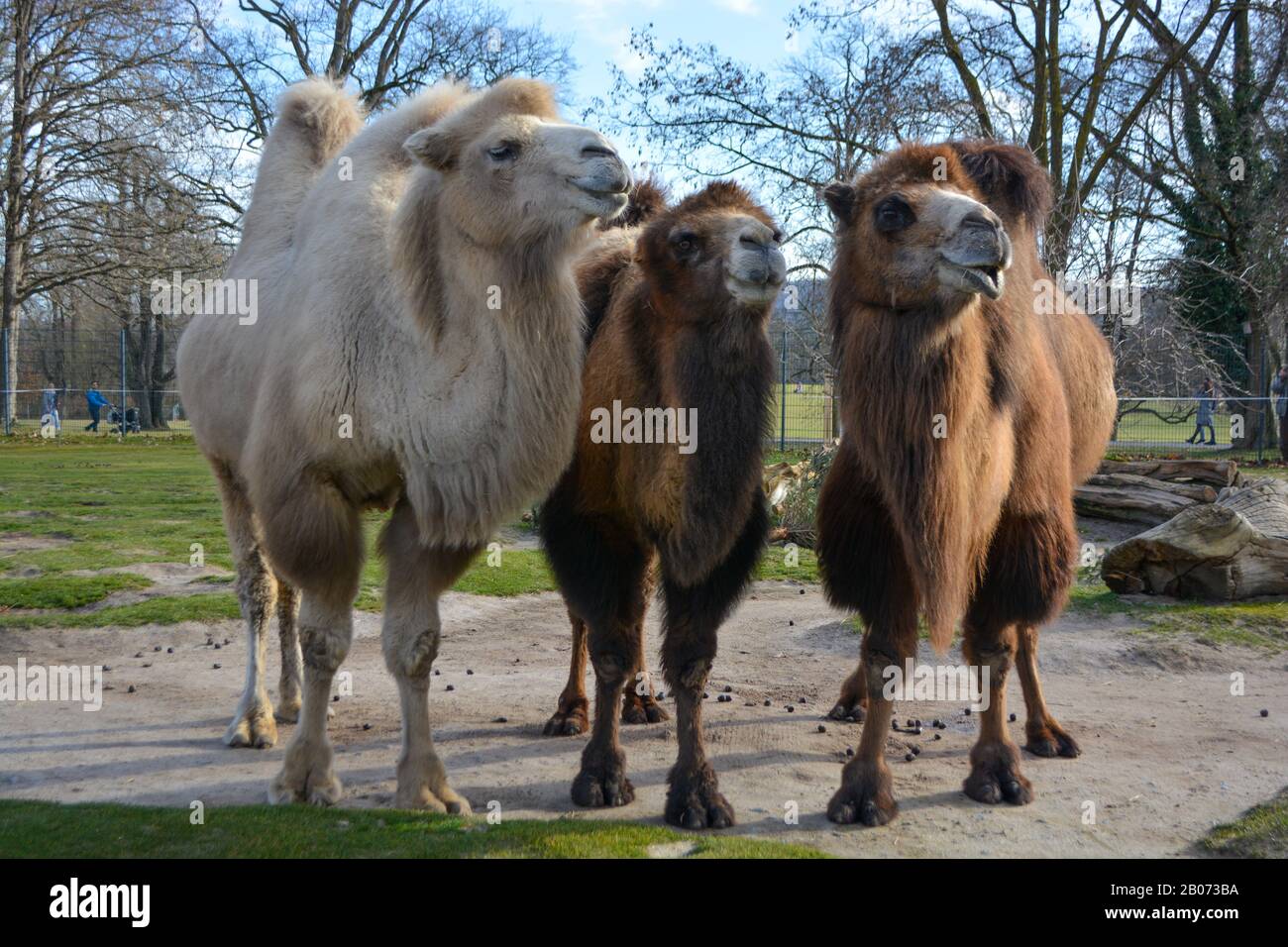Tre cammelli sono in linea. Cammelli allo zoo, chiamato Wilhelma nel sud della Germania Foto Stock